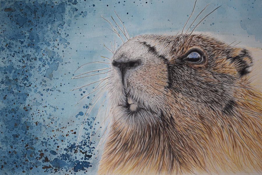 Marmot Drawing by Eveline Van Dooren Pixels