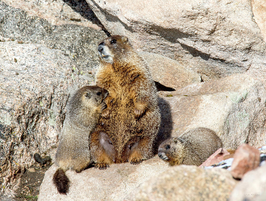 Marmot family Photograph by Judi Dressler