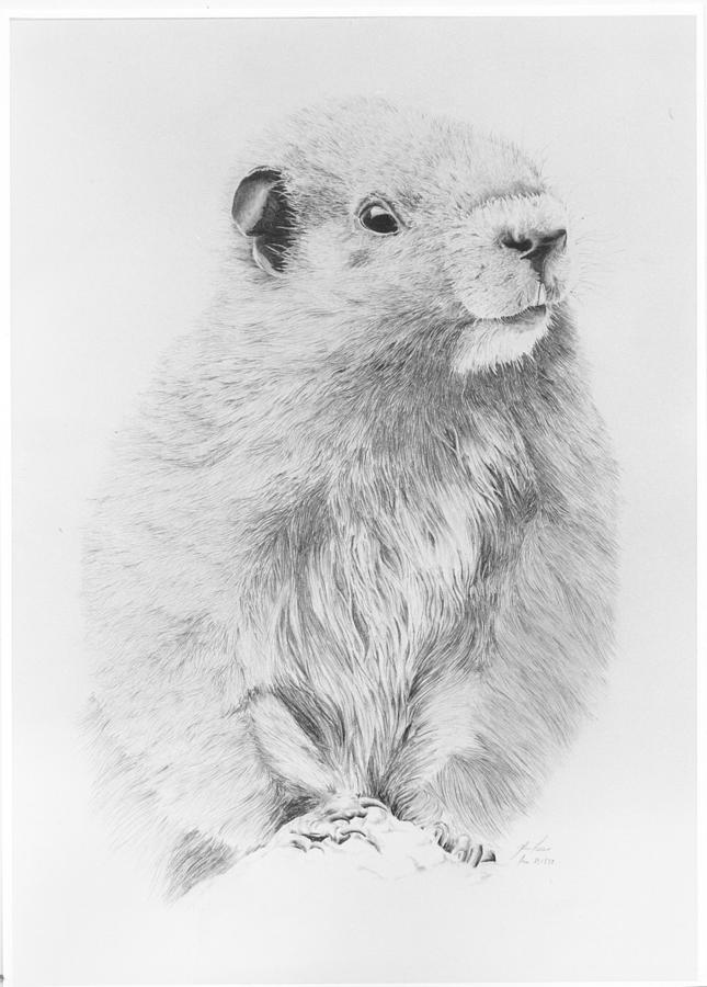 Marmot Drawing