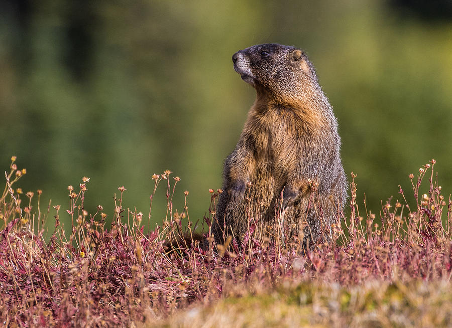 Marmot in Autumn Photograph by Mindy Musick King
