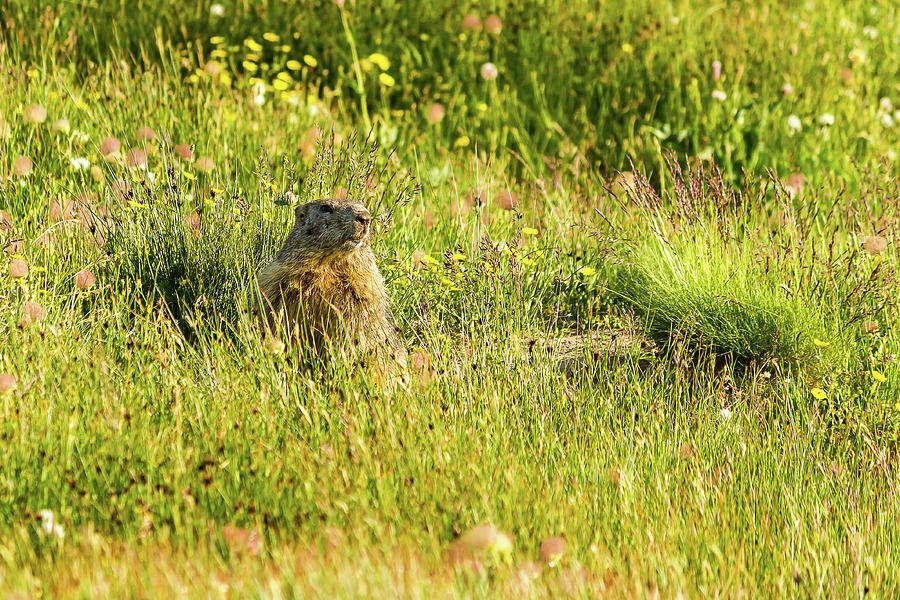 Marmot in French Alps Photograph by Paul MAURICE