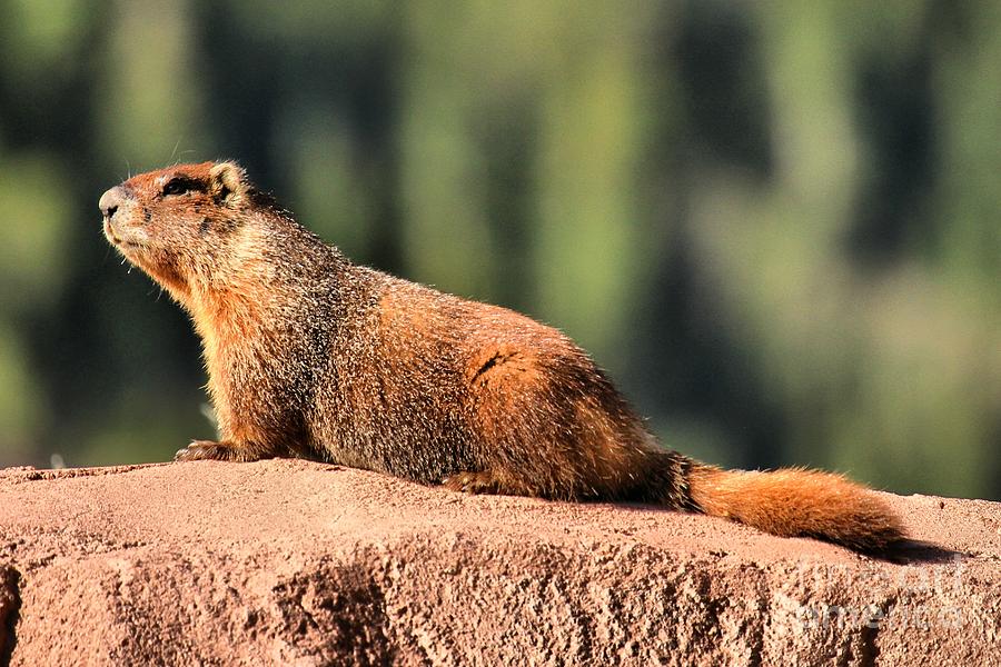 Marmot In The Sun Photograph by Adam Jewell