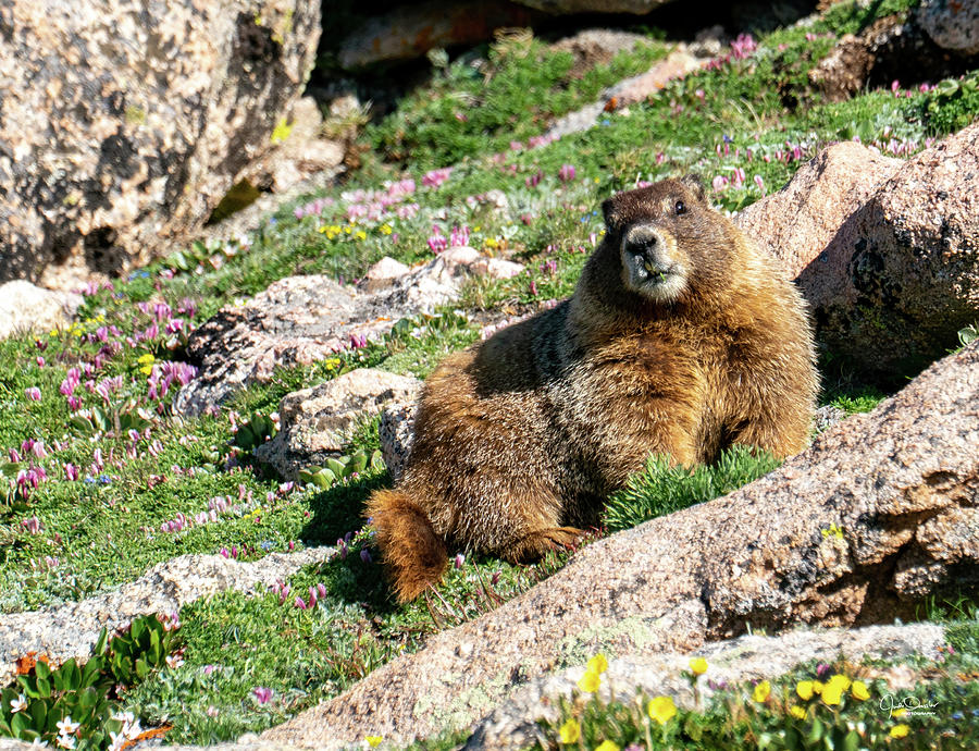 Marmot in the Wildflowers Photograph by Judi Dressler