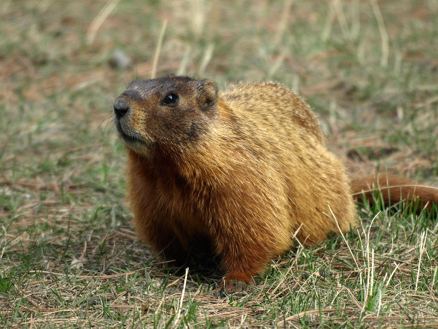 Marmot Photograph by James Peterson