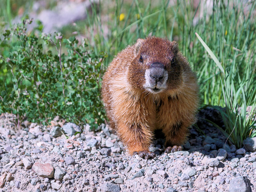 Marmot Photograph by Kent Nancollas
