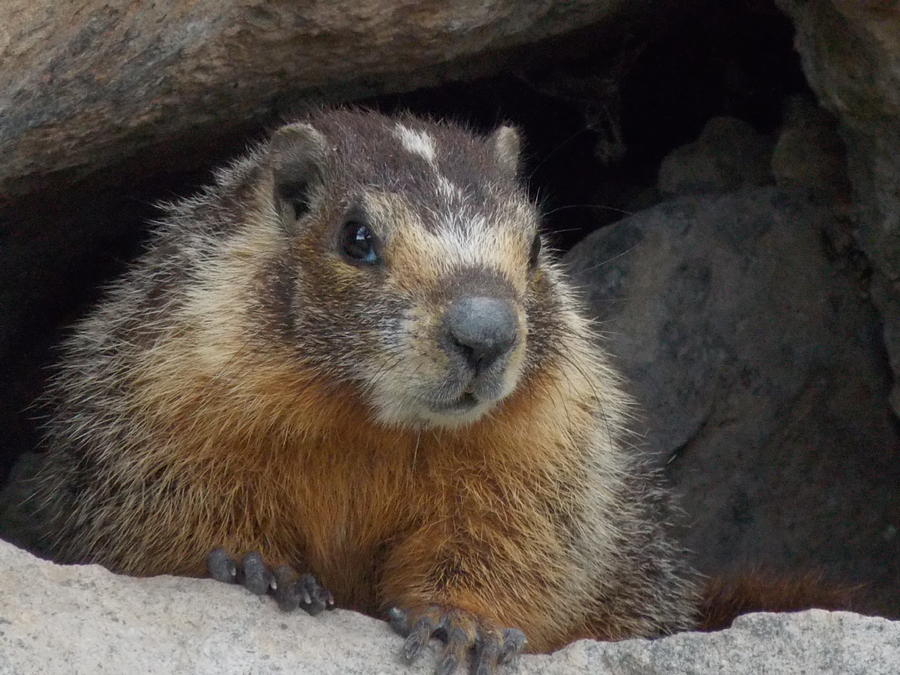 Marmot Photograph by Kristina Lammers - Fine Art America