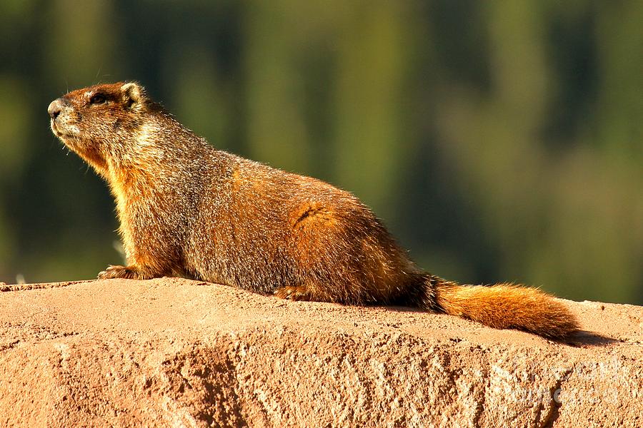 Marmot Life Photograph by Adam Jewell