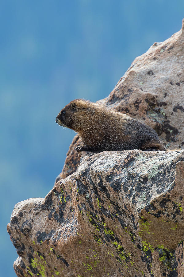 Marmot Lookout Photograph by Mark Little