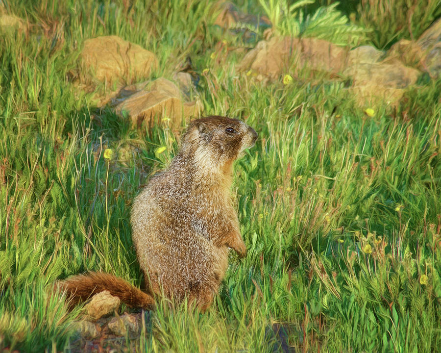 Marmot Photograph by Nikolyn McDonald