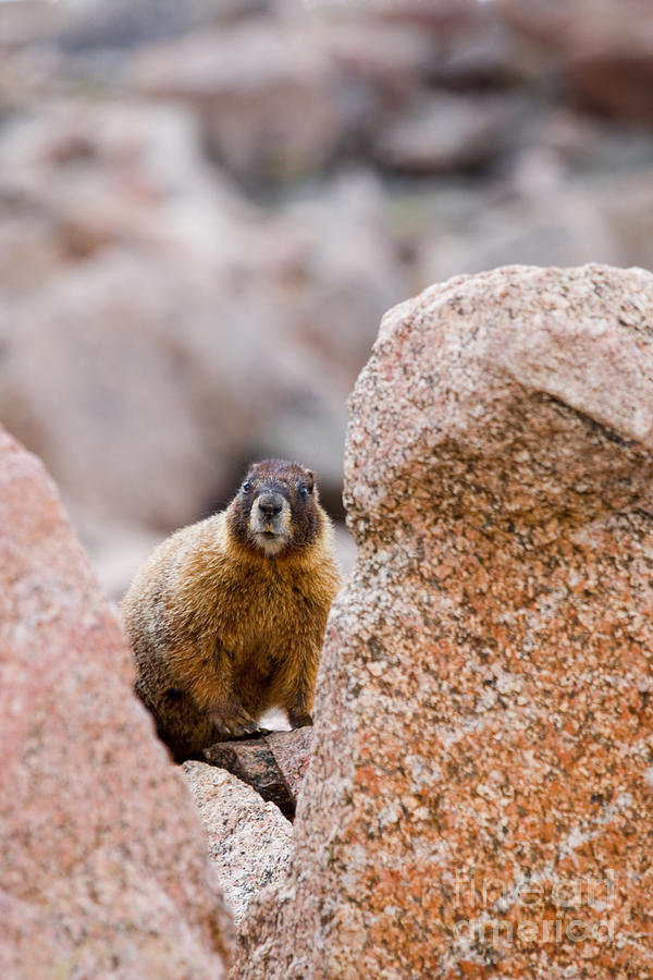 Marmot On Mount Evans Colorado Photograph