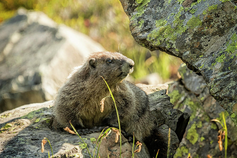 Marmot on Naches Peak Photograph by Belinda Greb