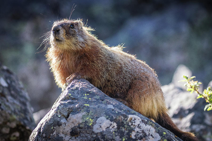 Marmot on Rock Photograph by Dana Foreman