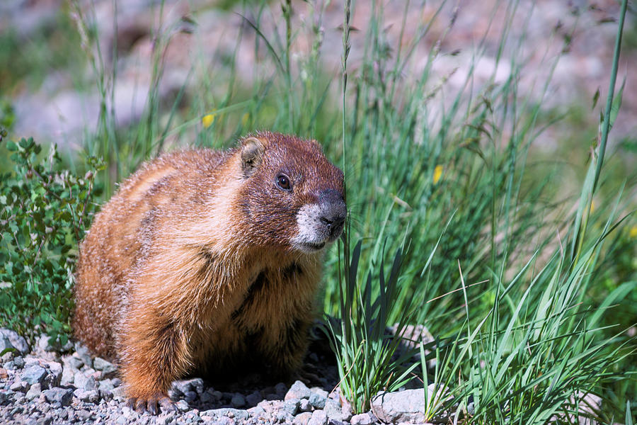 Marmot on the Move Photograph by Kent Nancollas