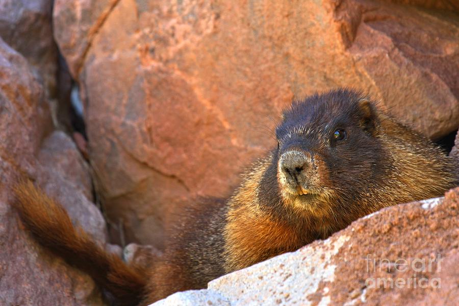 Marmot On The Rocks Photograph by Adam Jewell