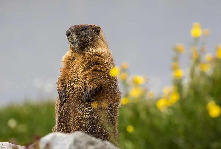 Marmot on Watch Photograph by Mindy Musick King
