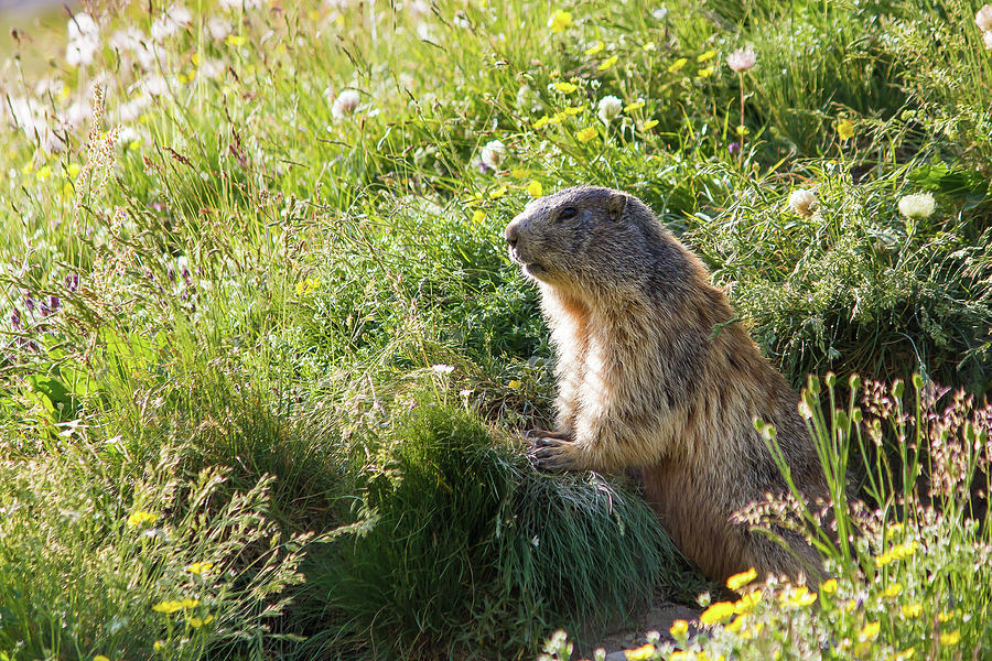 Marmot Photograph by Paul MAURICE