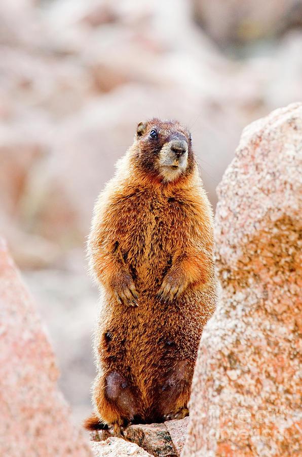 Marmot Posing On Mount Evans Colorado Photograph