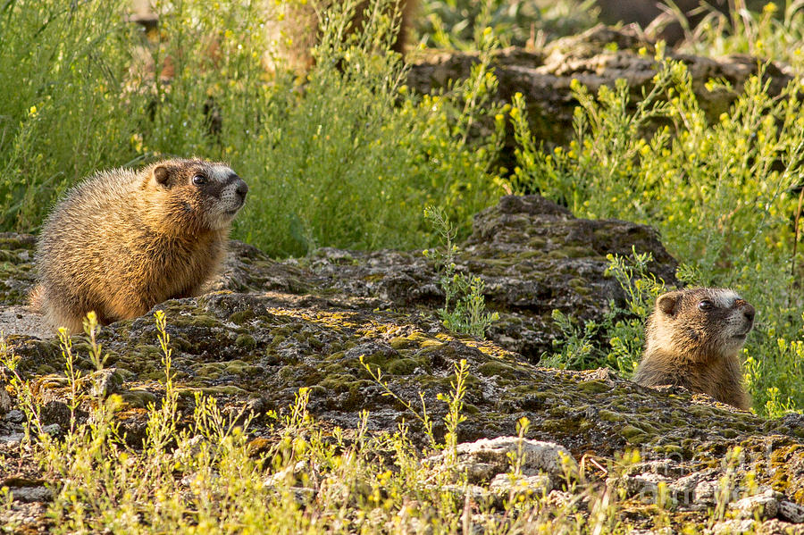 Marmot Pups Photograph by Natural Focal Point Photography