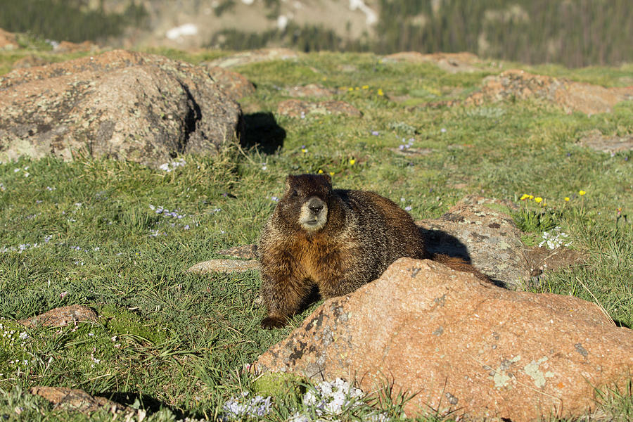 Marmot Photograph by Sean Allen