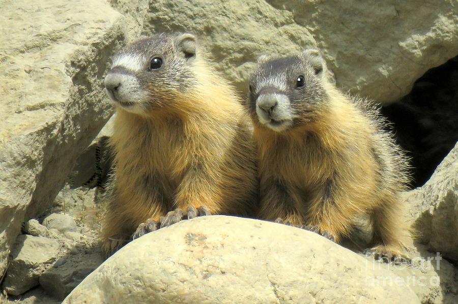 Nature Photograph - Marmot siblings by Frank Townsley