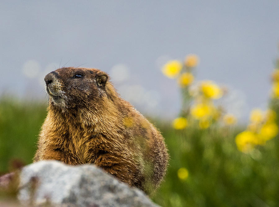 Marmot Study #1 Photograph by Mindy Musick King