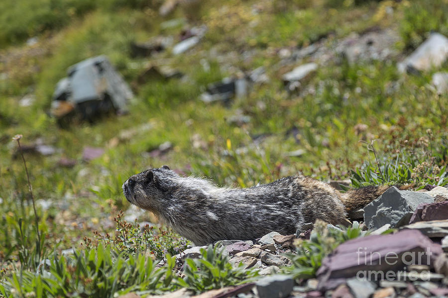 Marmot Testing the Breeze Photograph by Jemmy Archer