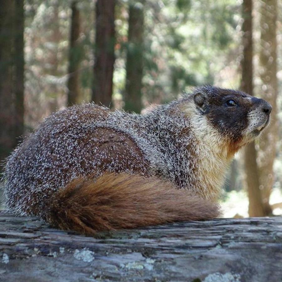 Wildlife Photograph - #marmot #travel #sequoianationalpark by Patricia And Craig