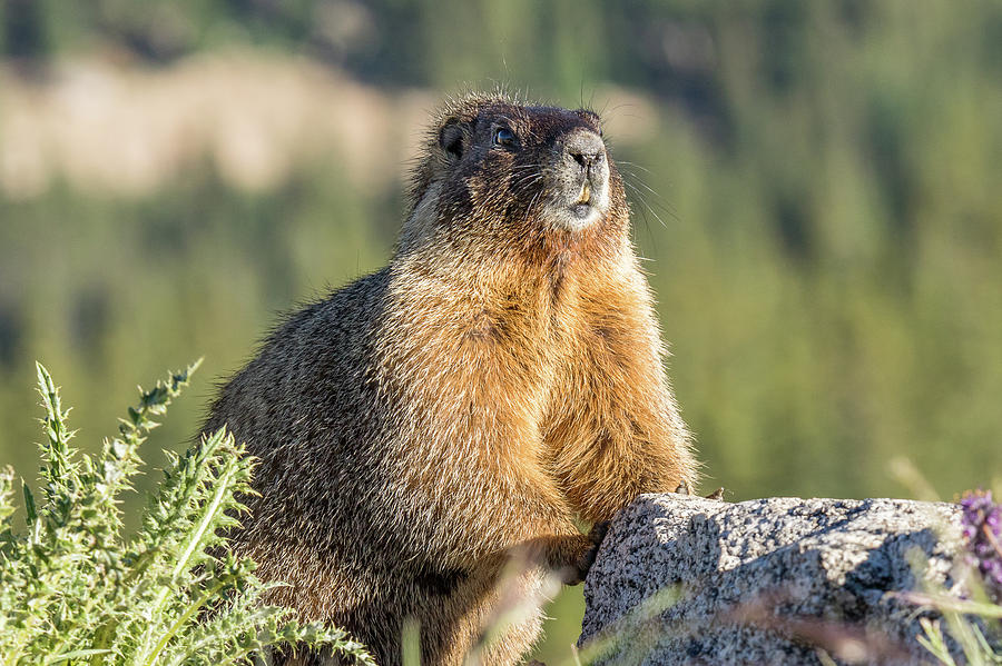 Marmot with an Atitude Photograph by Tony Hake