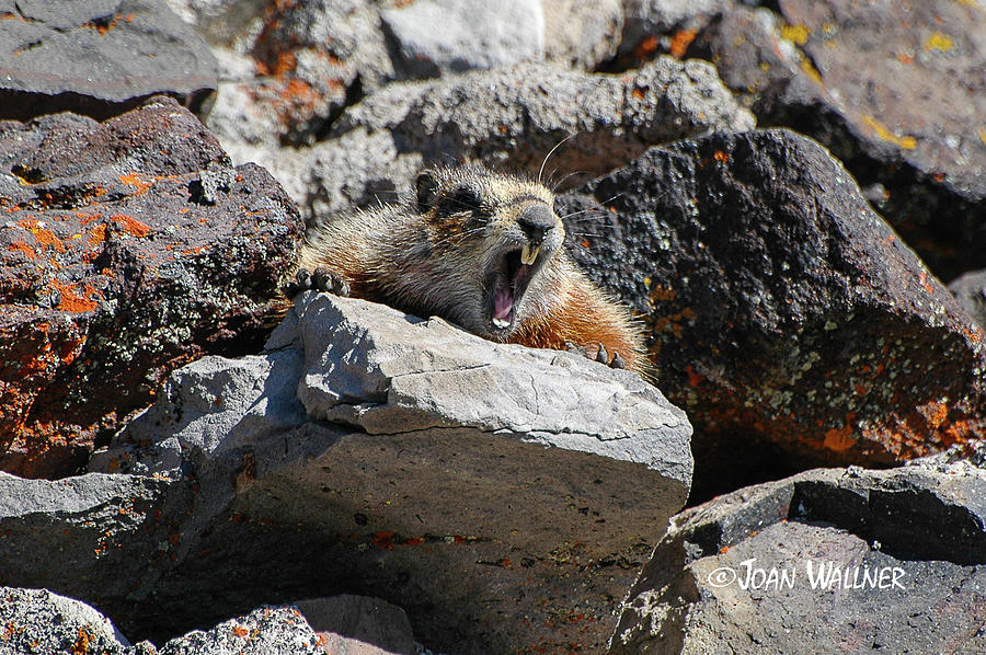 Marmot Yawning Photograph by Joan Wallner