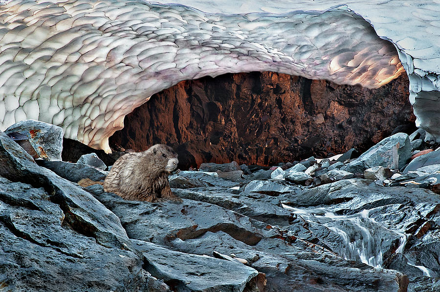 Marmot Cave Digital Art by John Christopher