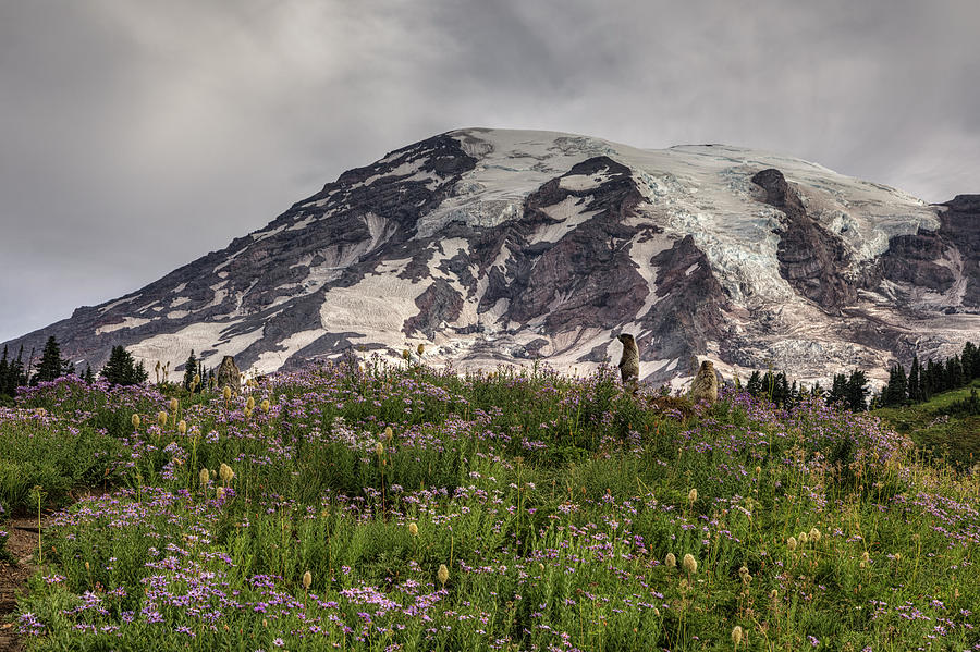 Marmots View of Mount Rainier Photograph by Mark Kiver