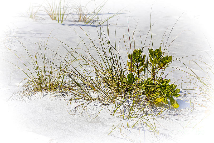Marngrove And Sea Oats Photograph by Marvin Spates