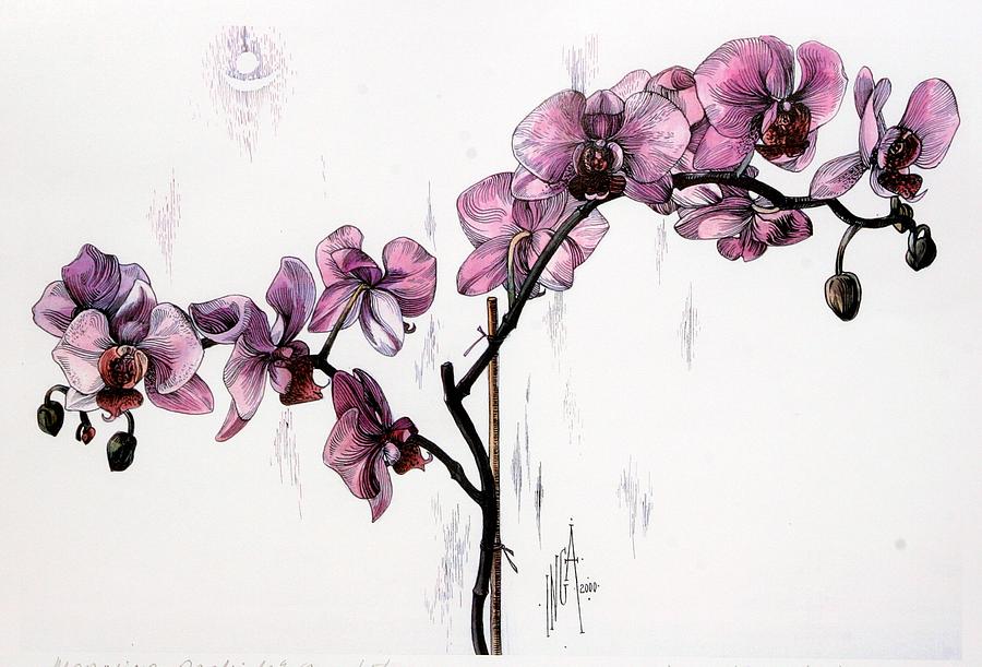 Orchid Drawing - Marning Orchids by Inga Vereshchagina