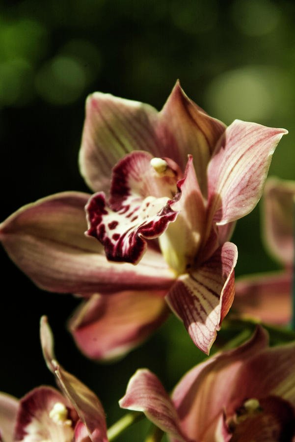 Maroon and white Orchid Photograph by Jason Hughes