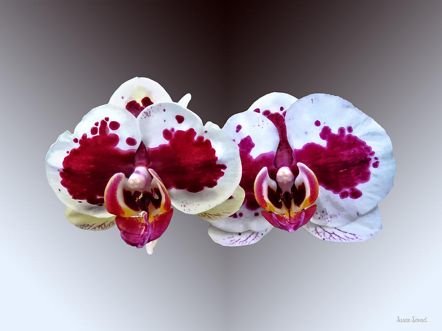 Maroon and White Phalaenopsis Orchids Side by Side Photograph by Susan Savad