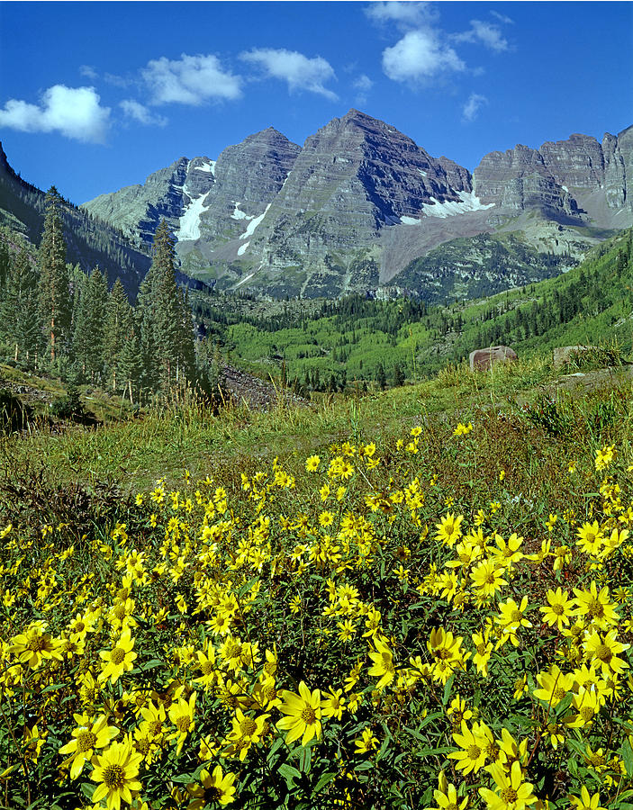 210403-V-Maroon Bells and Sunflowers  Photograph by Ed  Cooper Photography