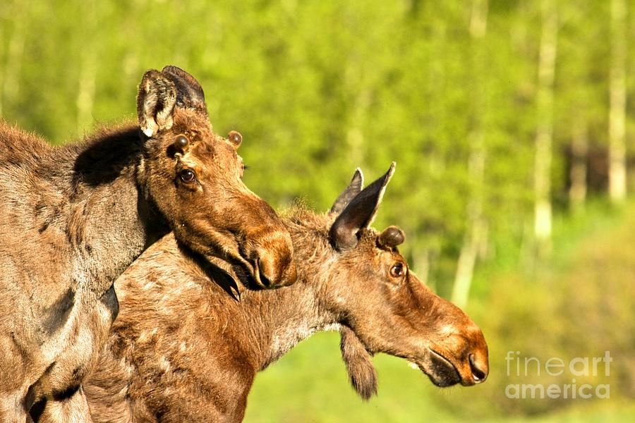 Maroon Bells Moose Pair Photograph by Adam Jewell