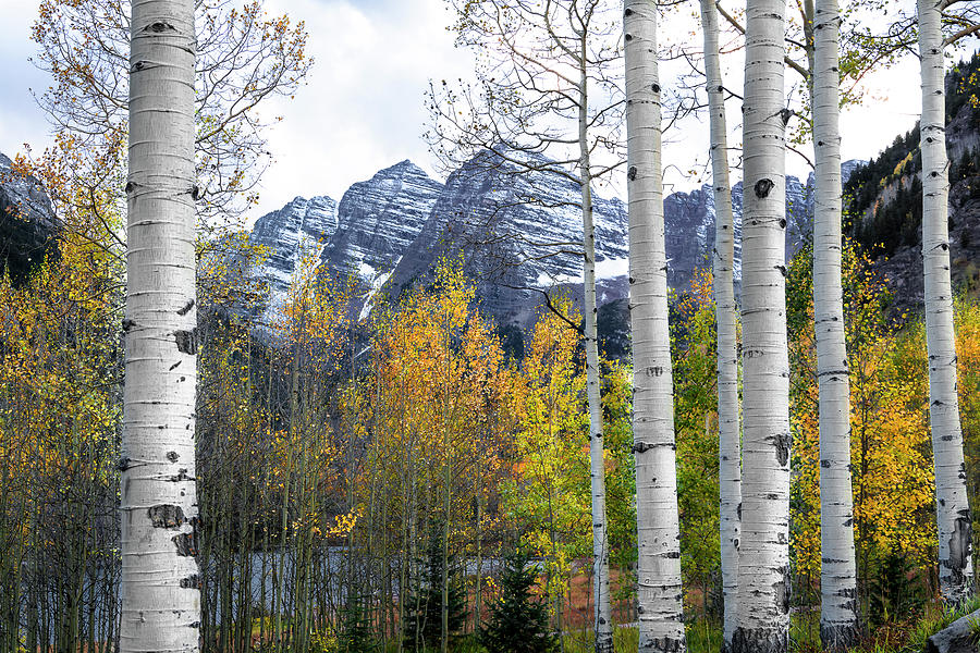 Mountain Photograph - Maroon Bells - The Aspen View by The Forests Edge Photography - Diane Sandoval