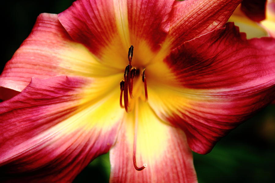 Maroon Daylily Photograph by Allen Nice-Webb