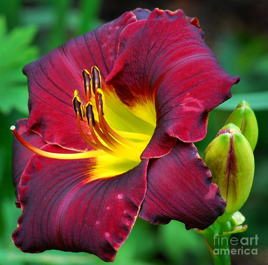 Maroon Day Lily Photograph by Nancy Mueller