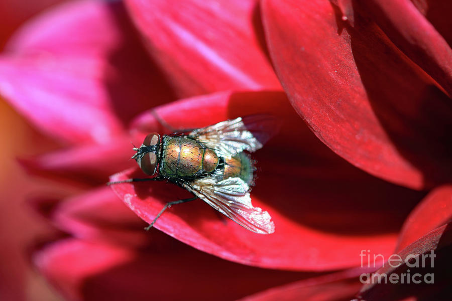 Maroon Fly II Photograph by Mary Haber