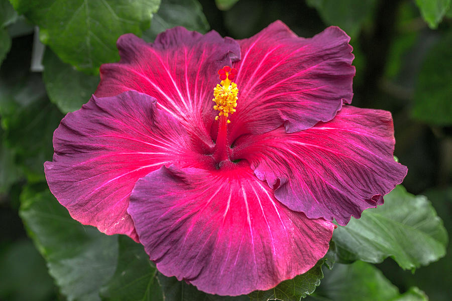 Maroon Hibiscus Photograph by Mark Michel