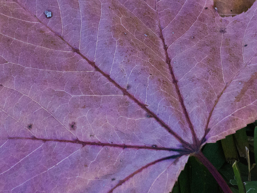 Maroon Leaf #1 Photograph by Lea Rhea Photography - Pixels