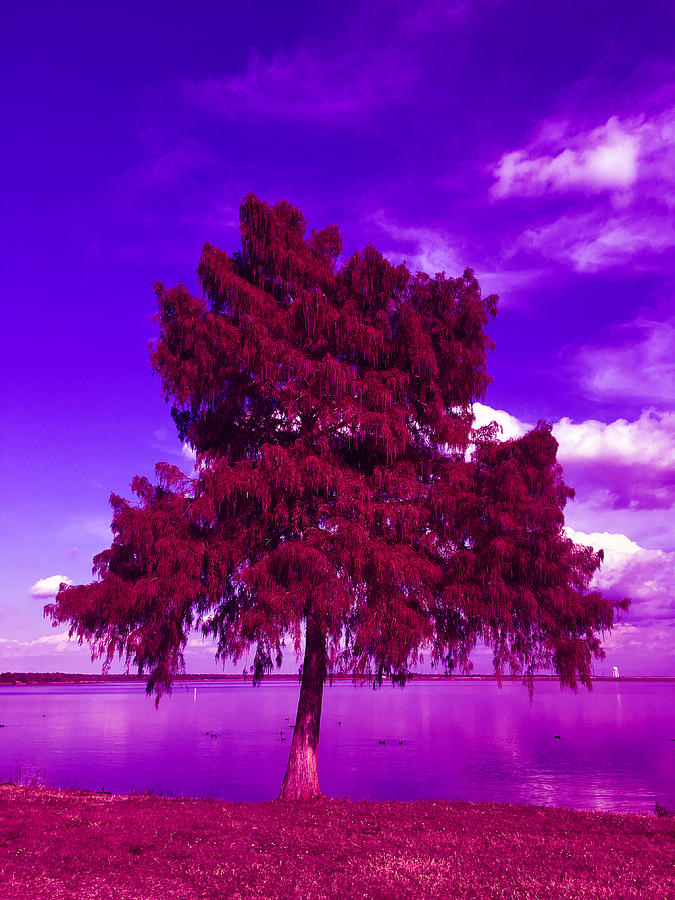 Maroon Tree Photograph by Robert Hausman - Fine Art America