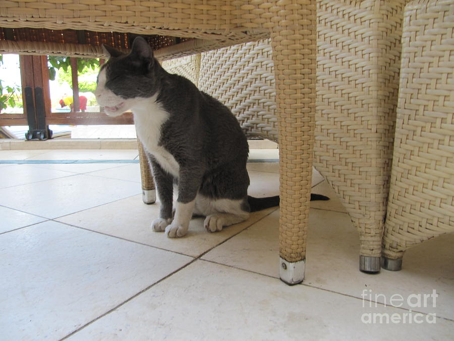 Marriott Jordan Cat #3 Photograph by Donna L Munro