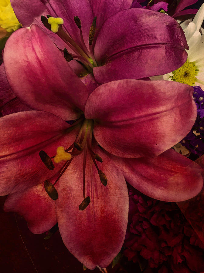 Lily Photograph - Marsala Lily by Arlene Carmel