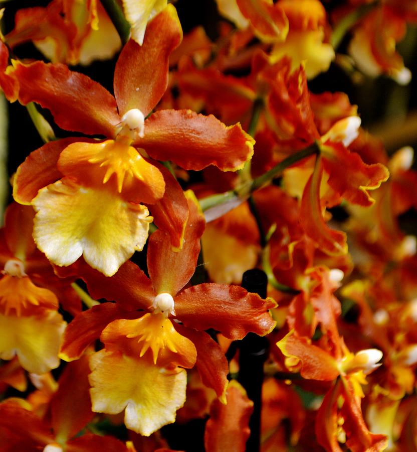 Marsala Orchids Photograph by Eileen Brymer - Fine Art America