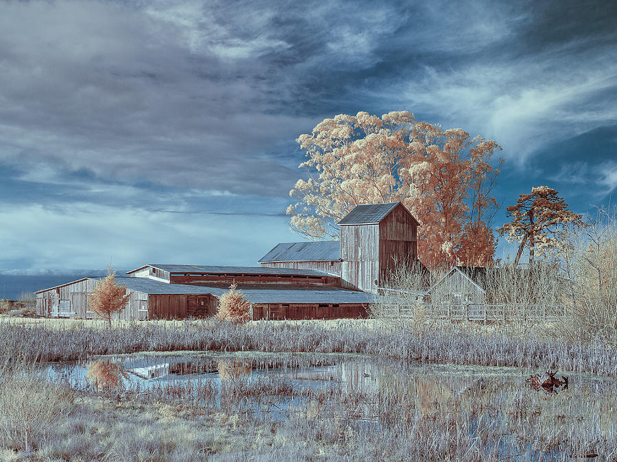 Marsh and Barn in Infrared 1 Photograph by Greg Nyquist