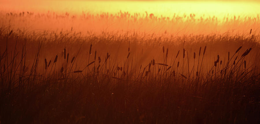 Marsh at Sunrise Photograph by Whispering Peaks Photography