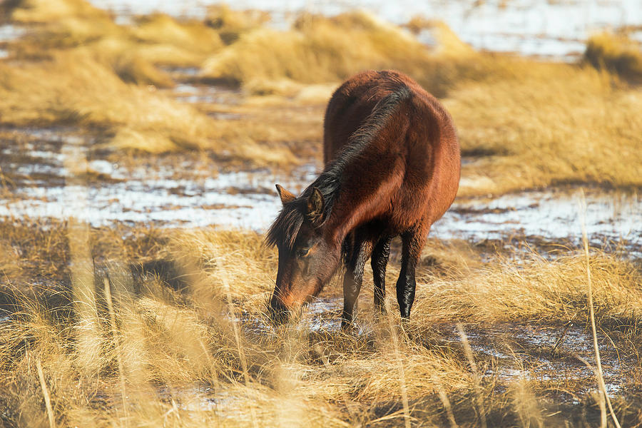 Landscape Photograph - Marsh Beauty by Pete Federico Landscape Photograph - Marsh Beauty by Pete Federico